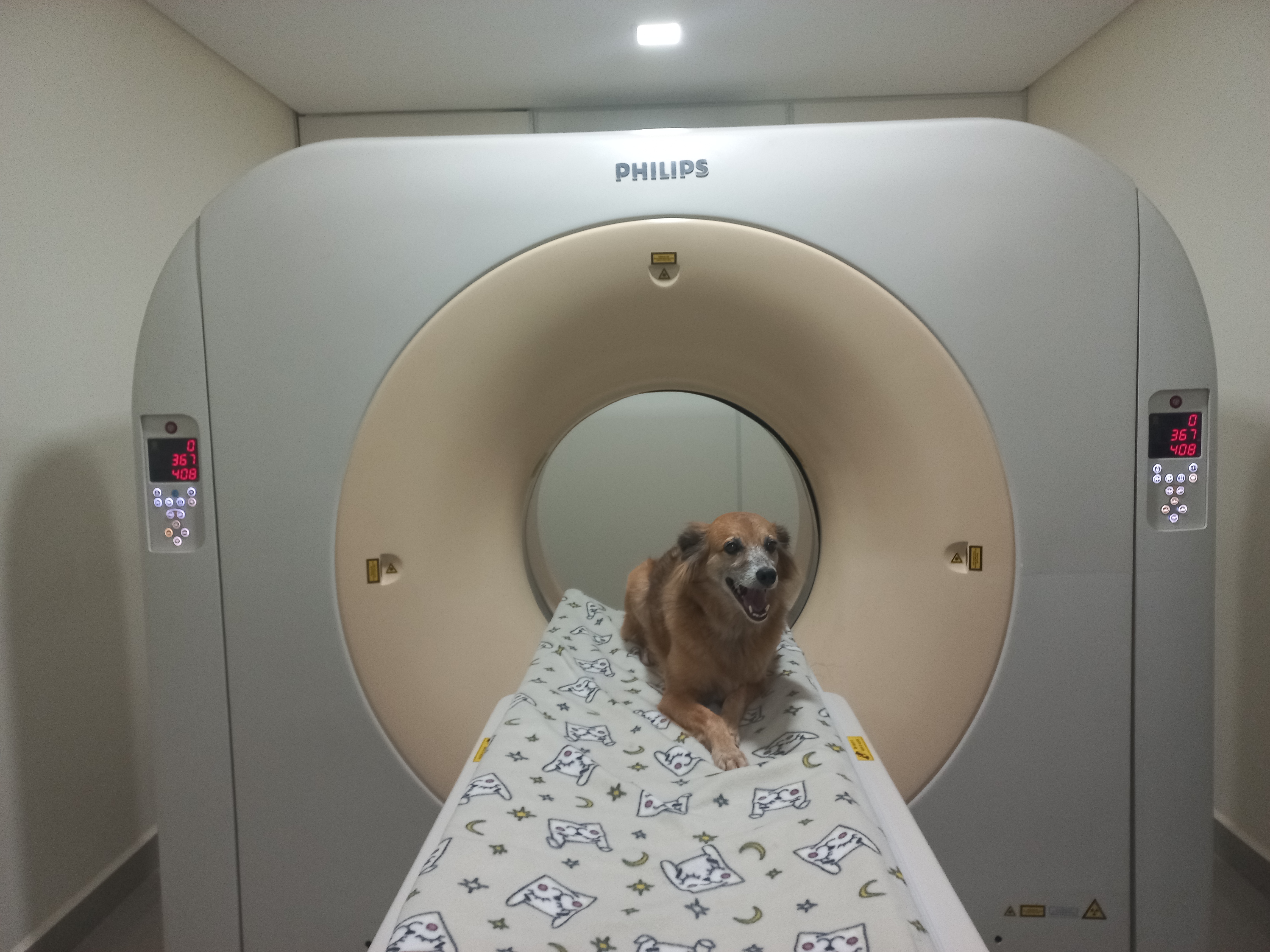 Tomografia computadorizada veterinária em São José dos Campos